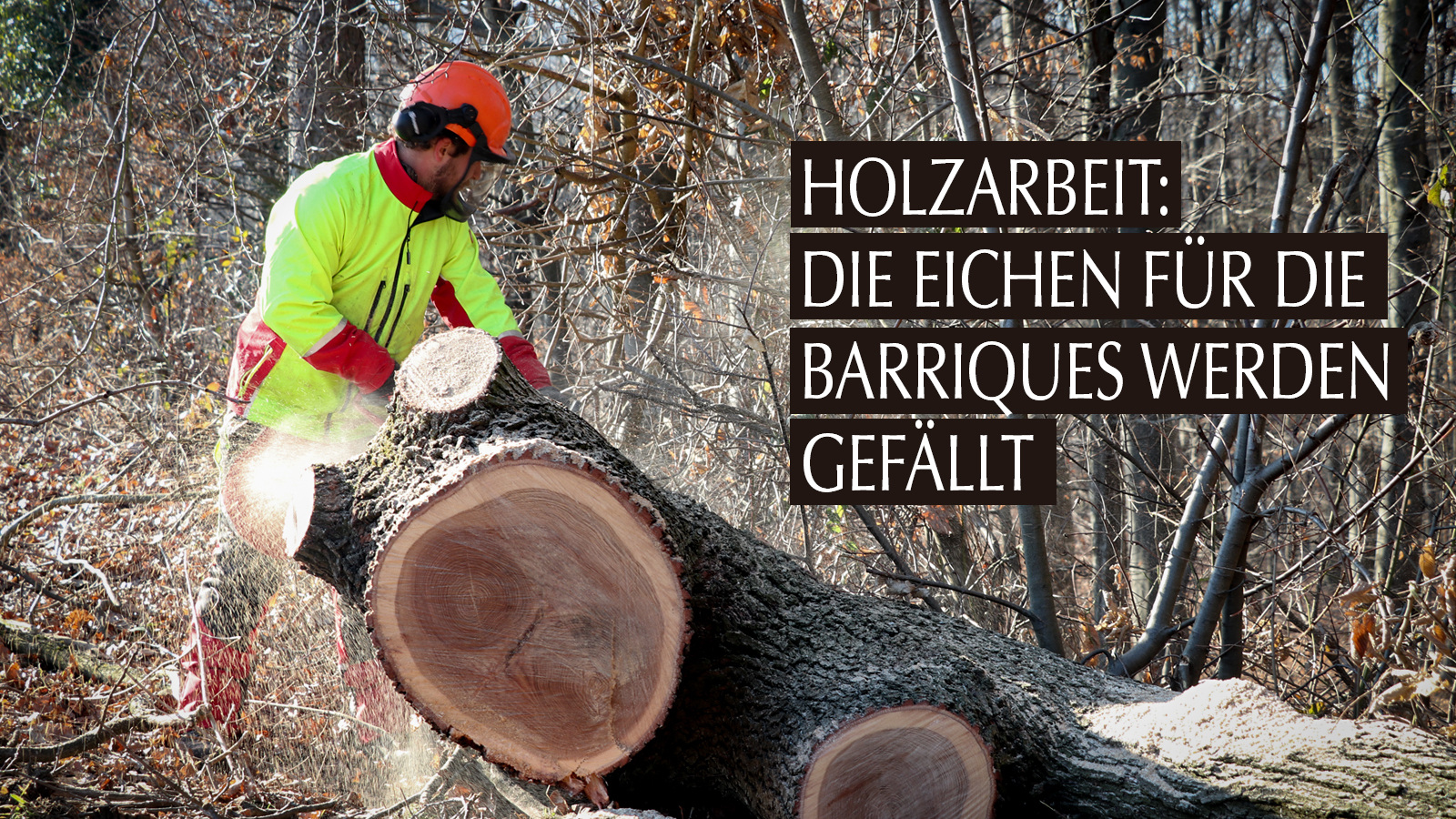 Forstwirtschaft - Wolfgang Winkler-Hermaden lichtet den Wald in Kapfenstein etwas aus.